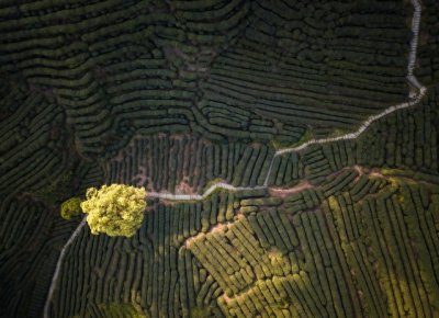 ​茶香四溢：19句关于喝茶的深刻句子，品味生活的每一刻