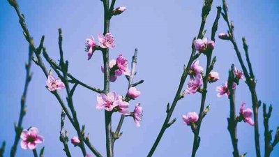 ​初二摘抄好词好句