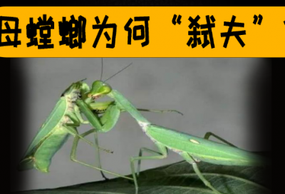 ​搞笑幽默的早安说说，句句逗比，笑到肚子疼！