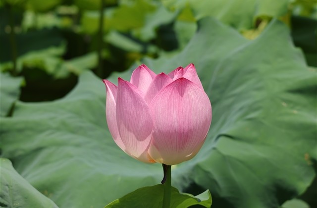 悲伤男生qq网名(精选180个)