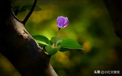 ​形容掉眼泪的伤感文案句子