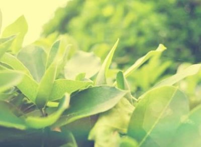 ​缺火缺木有寓意的名字