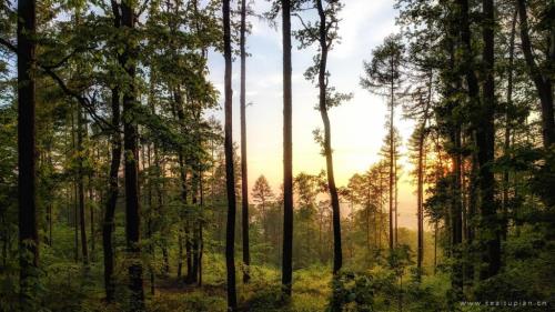 毕淑敏作品精选好词好句