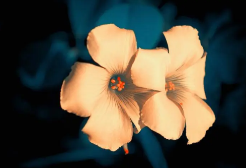 1685595023108783.png image.png