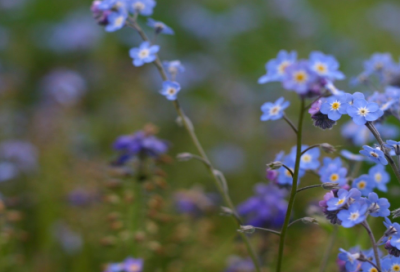 ​大班教案《咏柳》