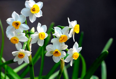 ​我与语文作文