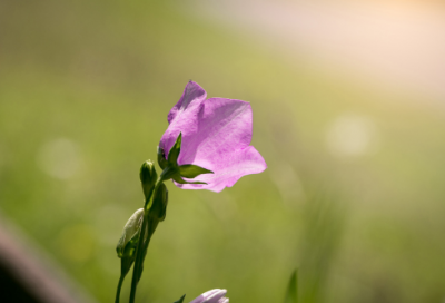 ​小学数学六年级上册《圆的周长》教学设计一等奖