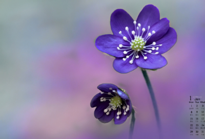 ​小学语文《这片土地是神圣的》说课设计一等奖