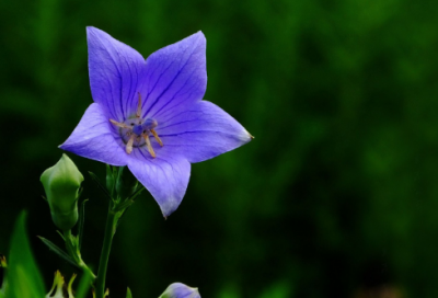 ​四年级下册第15课《白鹅》的教学设计一等奖