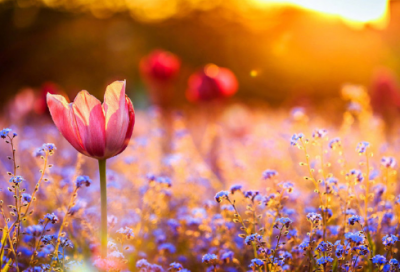 ​语文《老王》说课稿一等奖