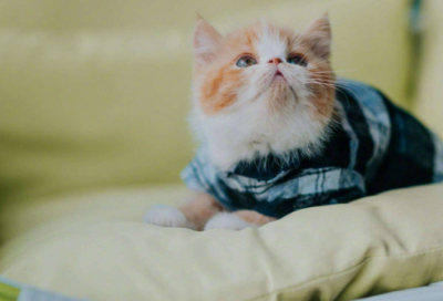 ​三年级上册《灰雀》语文原文及教案一等奖