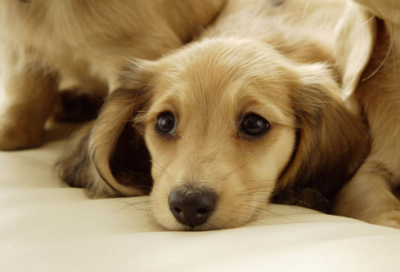 ​小学六年级数学《圆的周长》教案一等奖