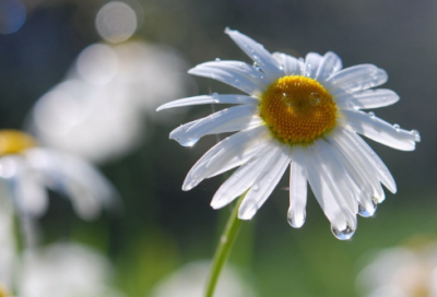 ​同学之间的关系作文