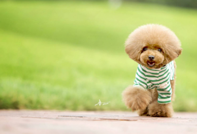 ​坚持不懈作文