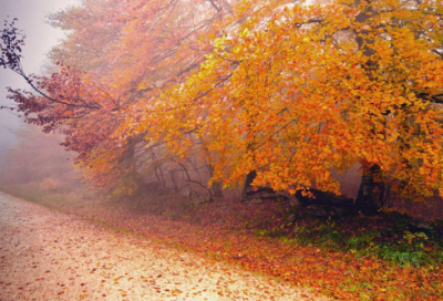 ​我渴望得到作文