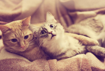 ​《三峡的孩子爱三峡》教案一等奖