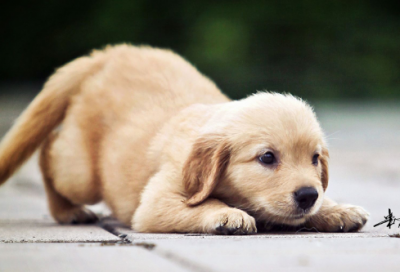 ​秋天的怀念作文