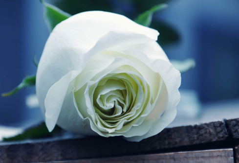 1686498115830949.png image.png