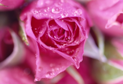 ​我们的家园作文