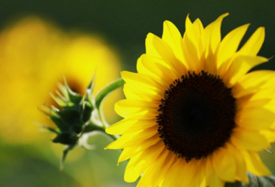 ​秋天的童话故事