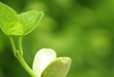 ​小学四年级语文教案一等奖《卡罗纳》