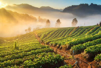 ​斗蛋大赛作文