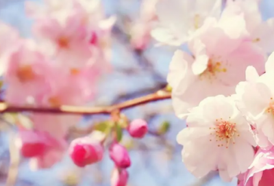 ​属狗女孩起名要点大全女孩名字参考