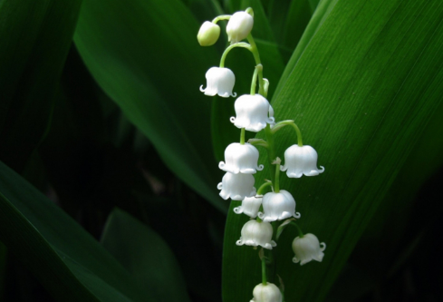 1686882039990157.png image.png