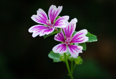 ​女孩起名集美貌和智慧于一身的女宝宝名字大全