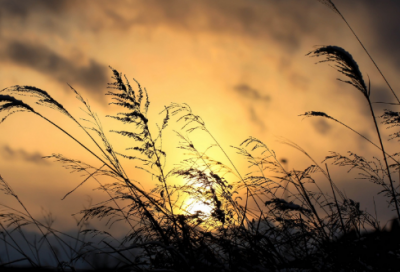 ​属木有寓意的男孩名字大全