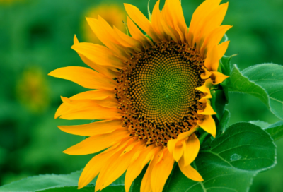 ​120个出自古诗词的好听惊艳女孩名字大全（带解释）