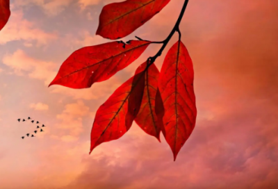 ​出生在冬天的女孩名，自有诗意，处处逢春