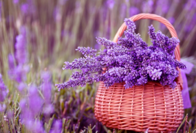 ​唯美的陈姓女孩名字大全