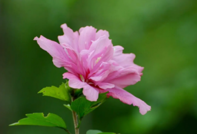 ​女孩起名，安暖幸福，微笑向阳的女宝宝名字大全