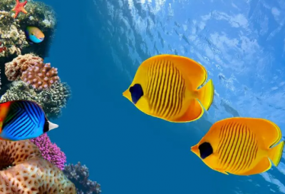 ​开朗大度的女孩起名常用字大全以及名字大全