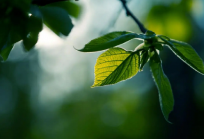 ​见字如晤中别出新意的女孩名，楚楚动人，寓意延绵如影随行