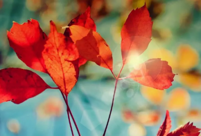 ​属牛男孩取名诗意大气有涵养的男孩名字大全