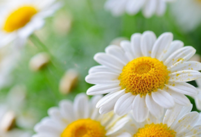 ​烟花爆竹安全检查执法工作方案范文（精选12篇）