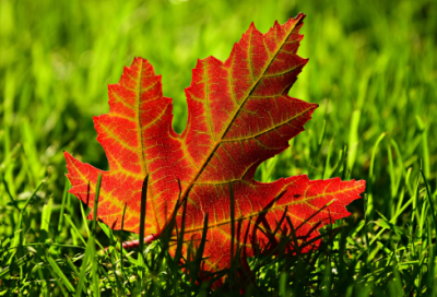 ​《故乡》教案（通用20篇）