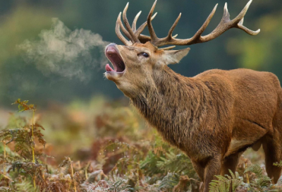 ​课题研究方案范文（精选19篇）