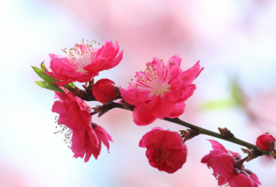 ​曾子耘瓜文言文翻译（曾子耘瓜阅读理解）