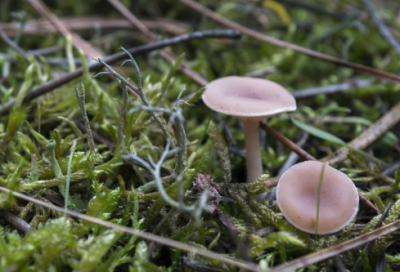 ​留侯论翻译和原文（苏轼的留侯论赏析）