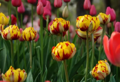 ​核舟记通假字解释（文言文核舟记及翻译）