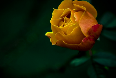 ​与东方左史虬修竹篇序翻译（与东方左史虬修竹篇序赏析）