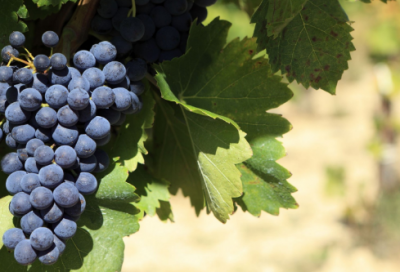 ​高适燕歌行赏析（燕歌行翻译全文一句一译）