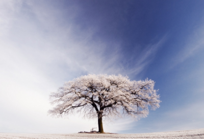 ​《丑小鸭》教学设计一等奖