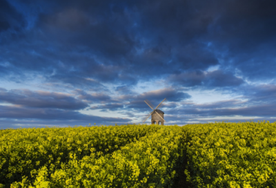 ​大树和我们的生活阅读理解答案