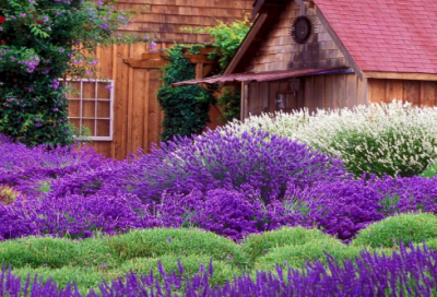 ​《赠郭给事》注解、译文及赏析