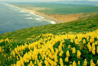 ​关于树的成语有哪些（关于树的成语大全）