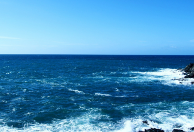 ​植物观察日记